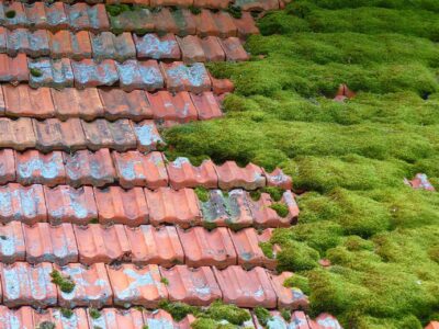 Moss on Roof Cleaning East Anglia