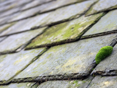 Remove Moss on Roof, Clean Roof East Anglia