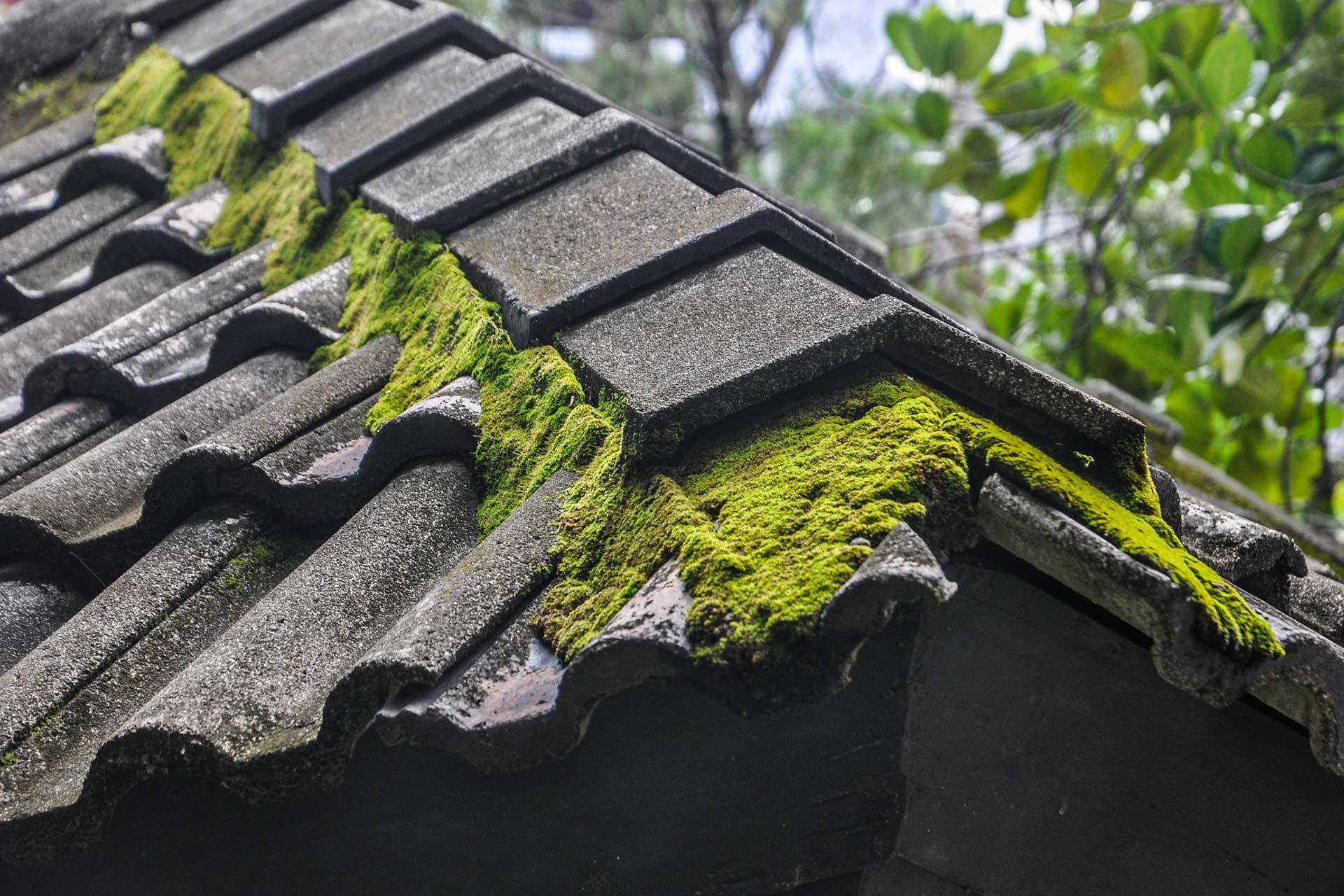 Roof Moss Cleaning East Anglia